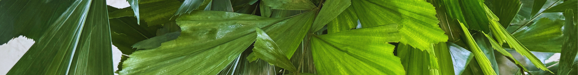 caryota hydroflora